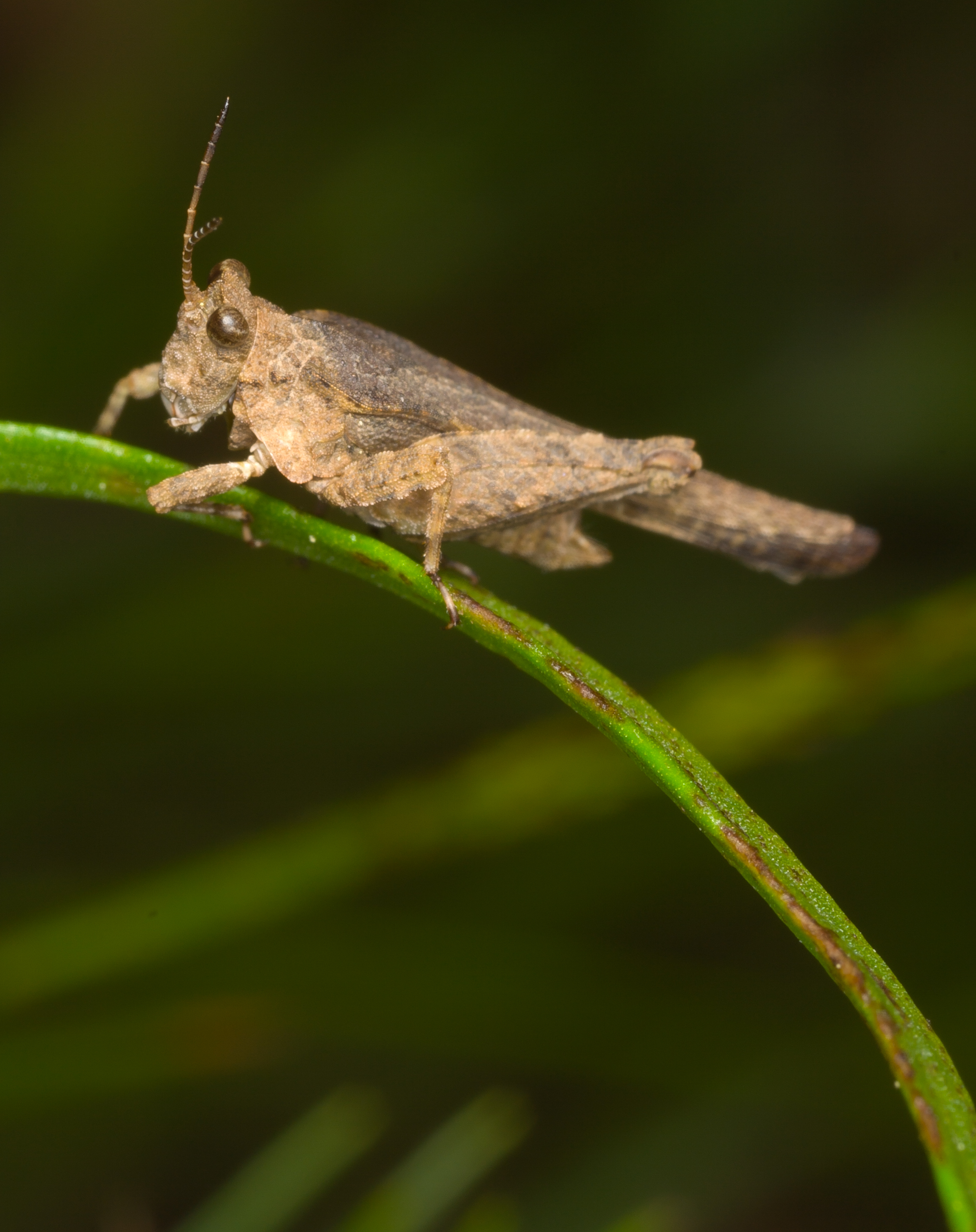 Obscure Pygmy Grasshopper - Species: Tetrix arenosa