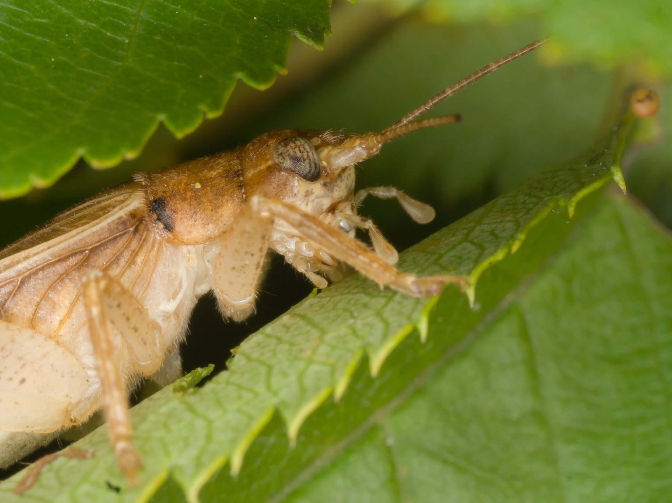 Cricket - Order: Orthoptera, Family: Gryllidae