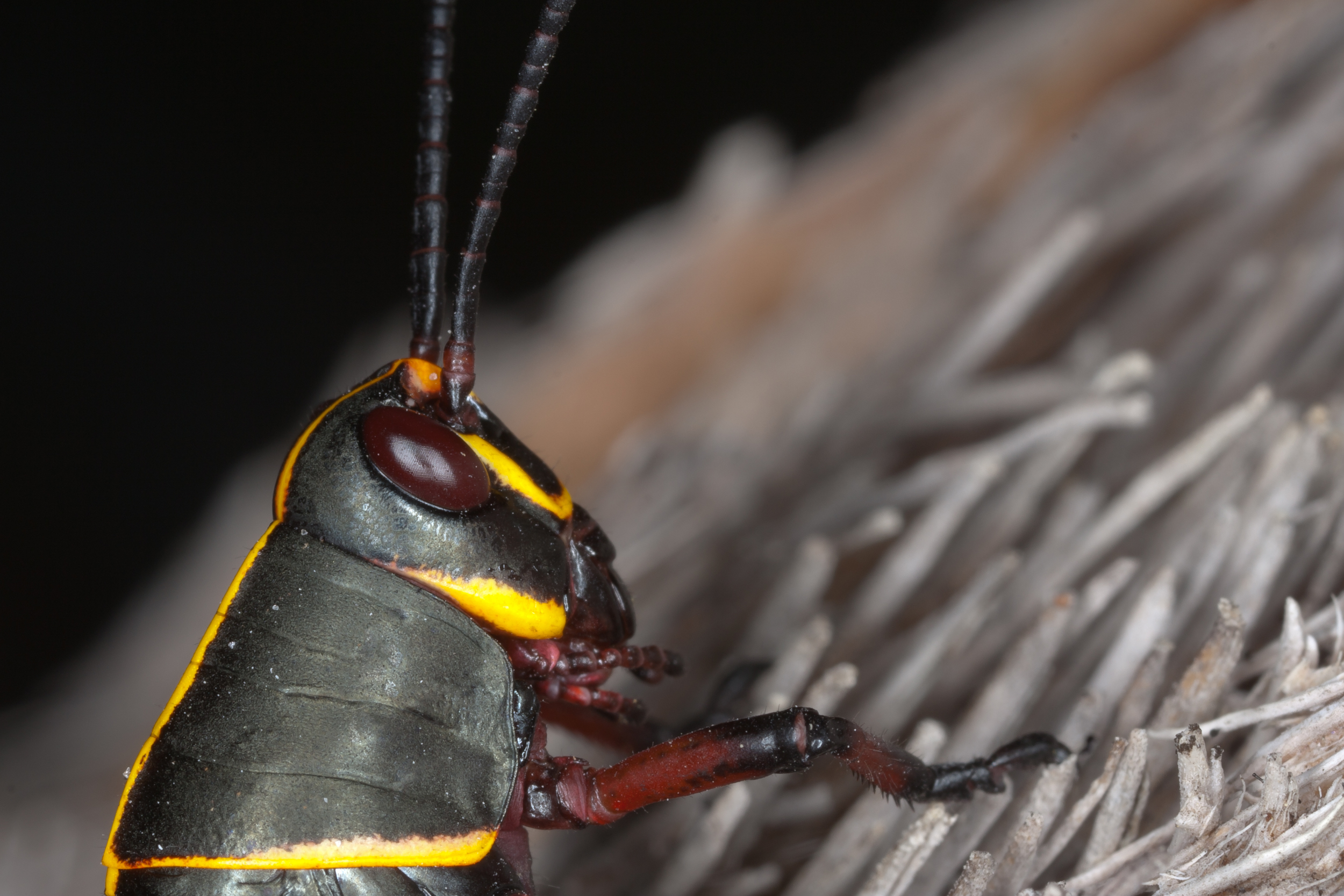 Eastern Lubber Grasshopper (Nymph) - Species: Romalea microptera