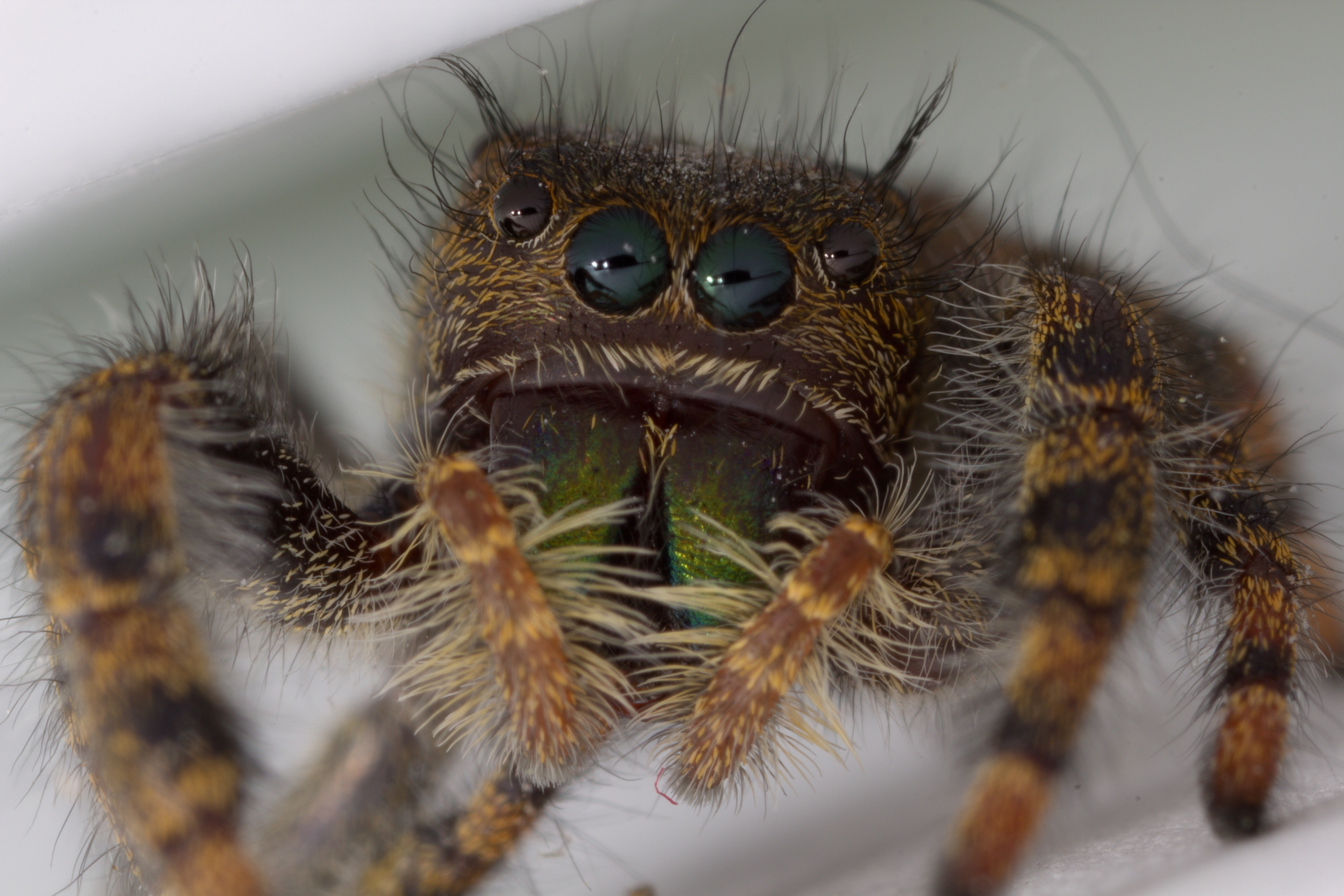 Jumping Spider - Genus: Phidippus