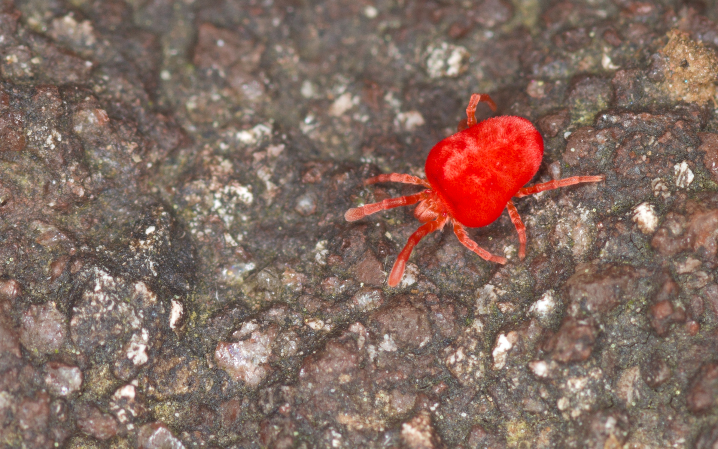 Red Velvet Mite - Family: Trombidioidea