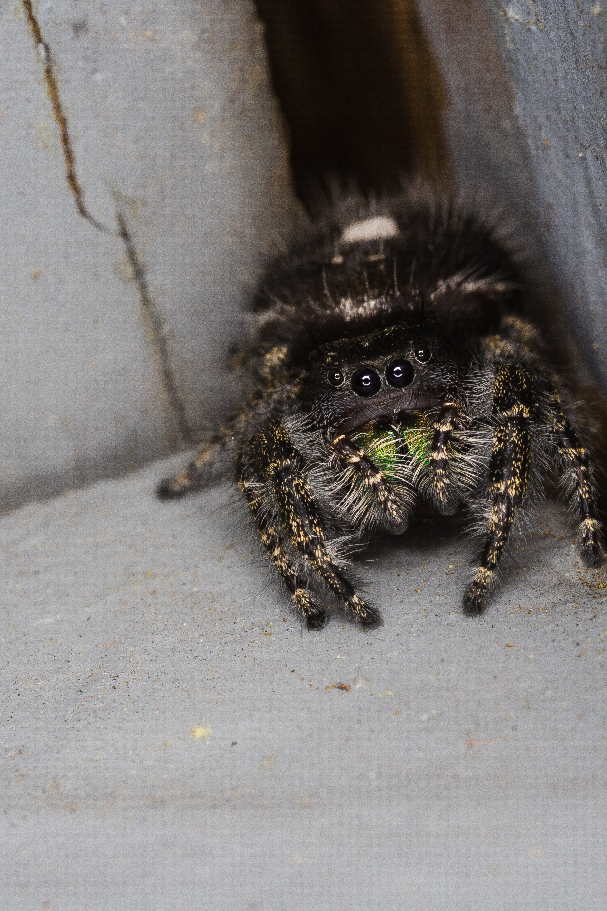 Bold Jumping Spider - Species: Phidippus audax