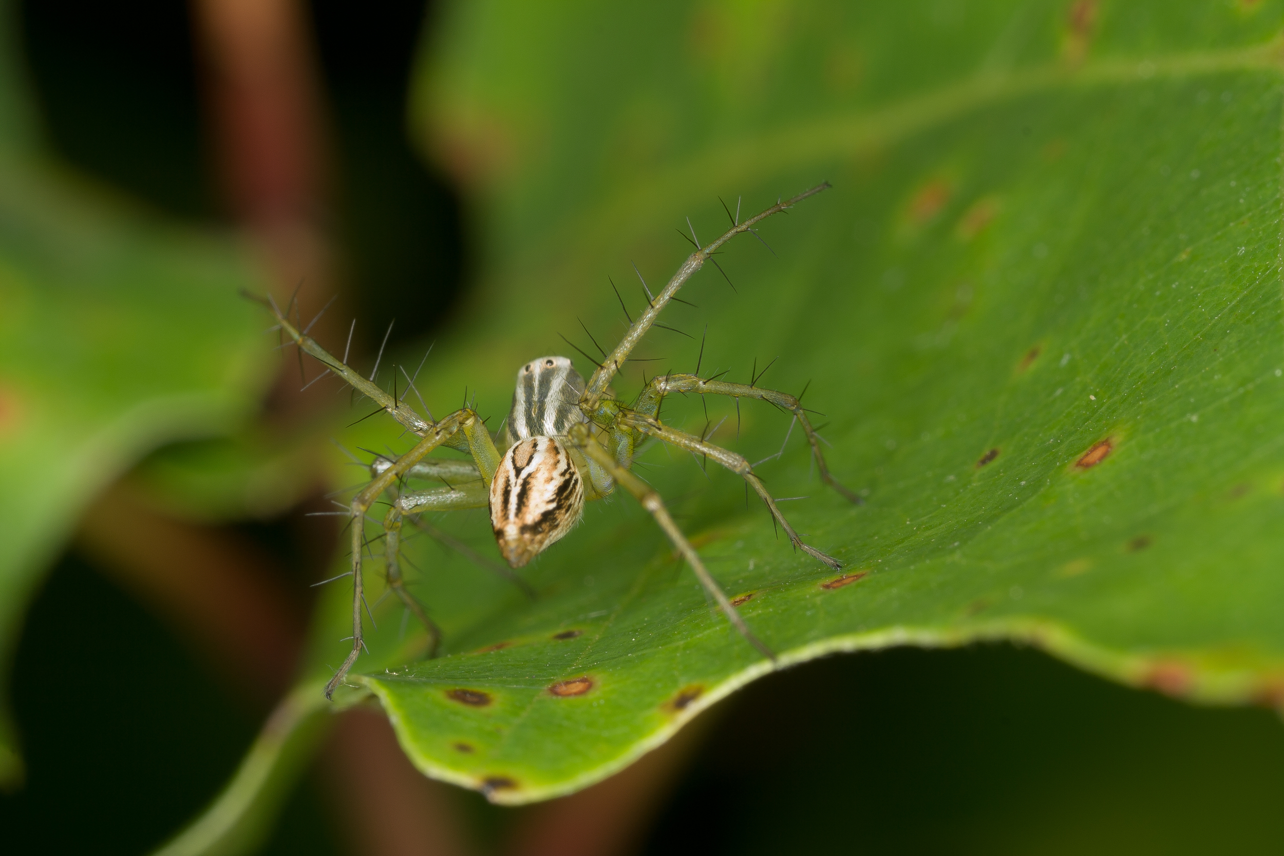 Lynx Spider: Family Oxyopidae