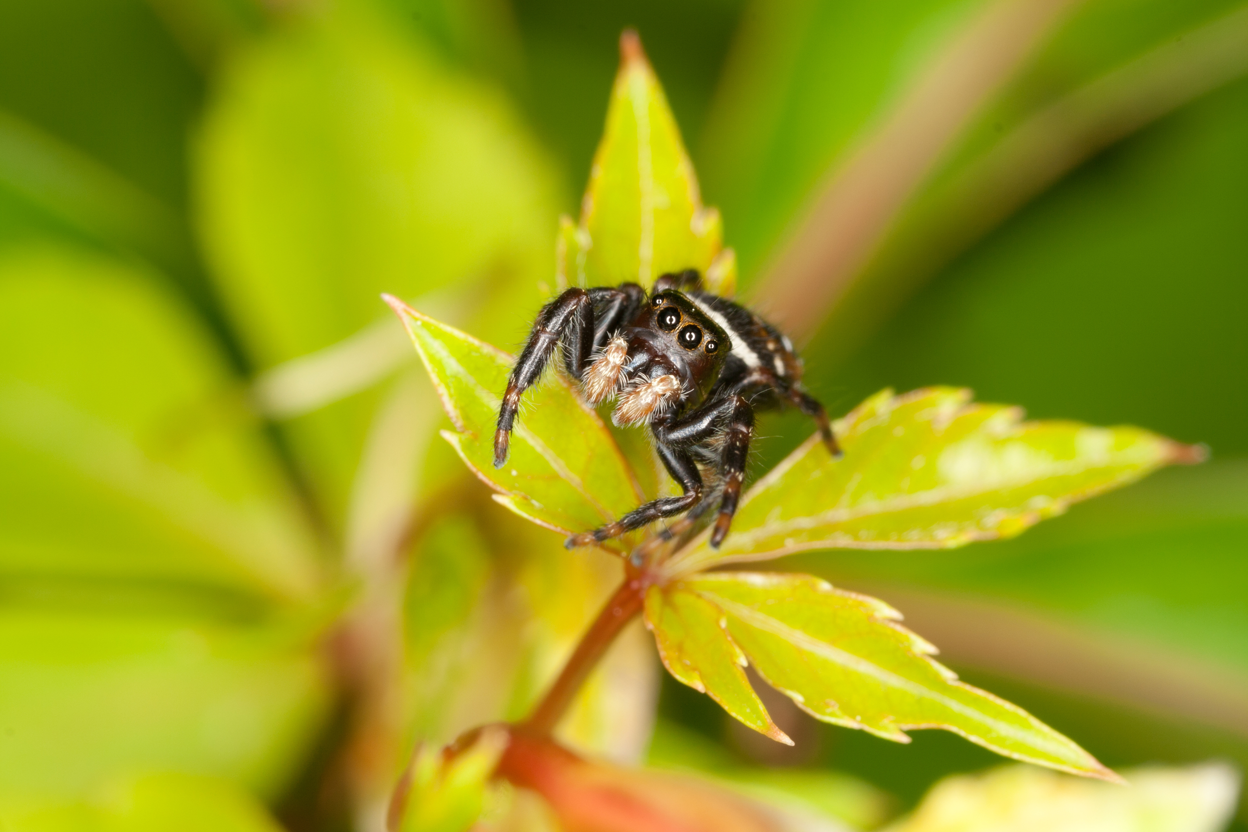 Jumping Spider - Family: Salticidae