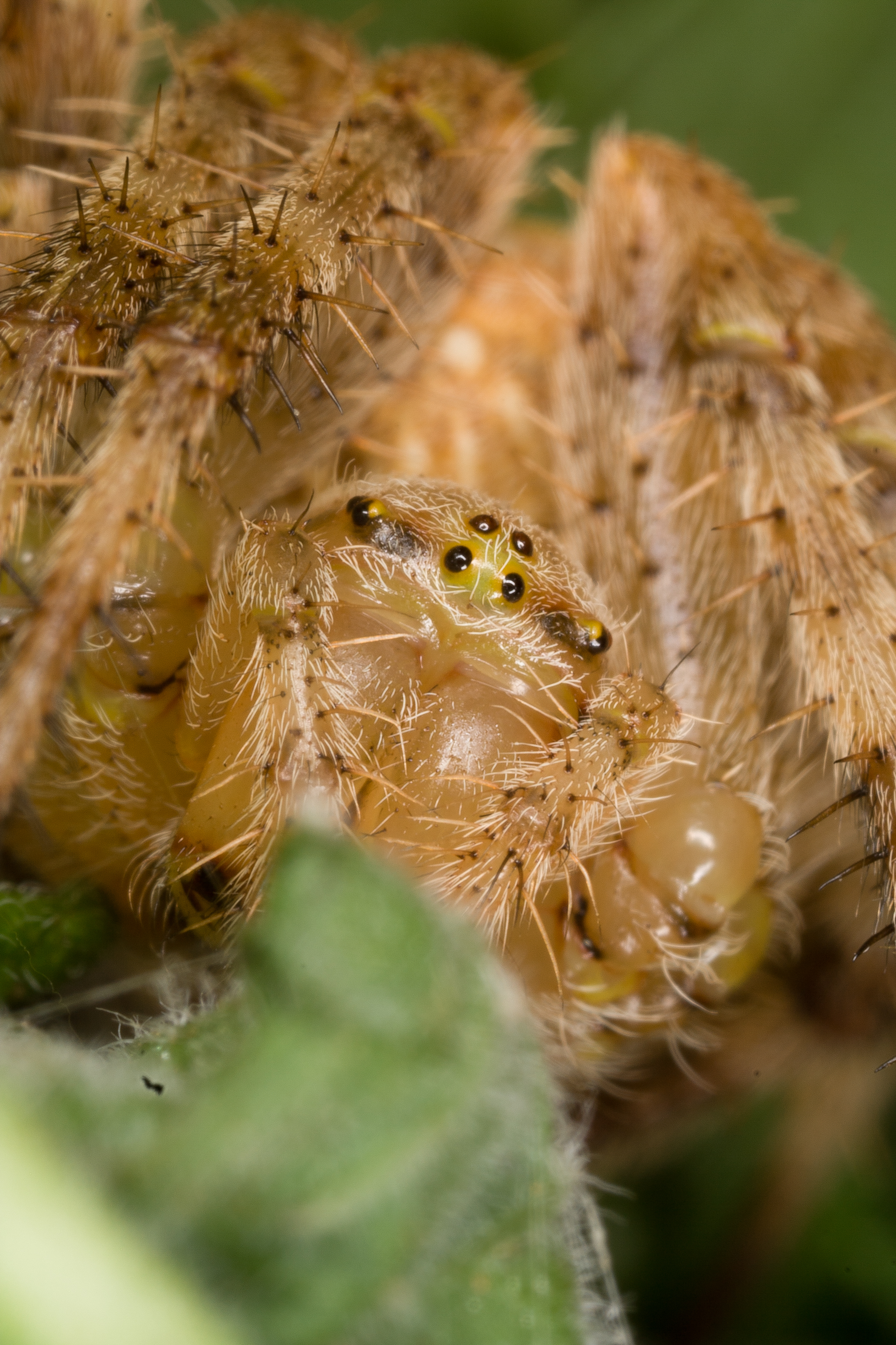 Barn Spider - Species: Araneus cavaticus