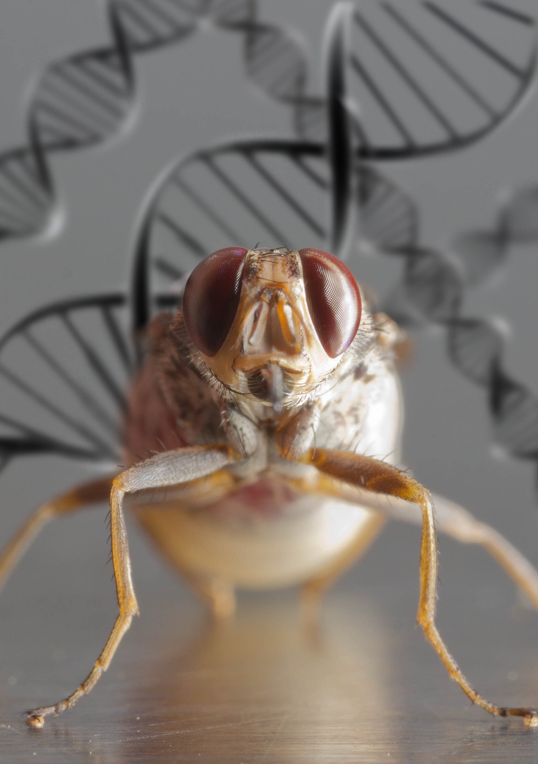 Cover Image for the Tsetse Genome