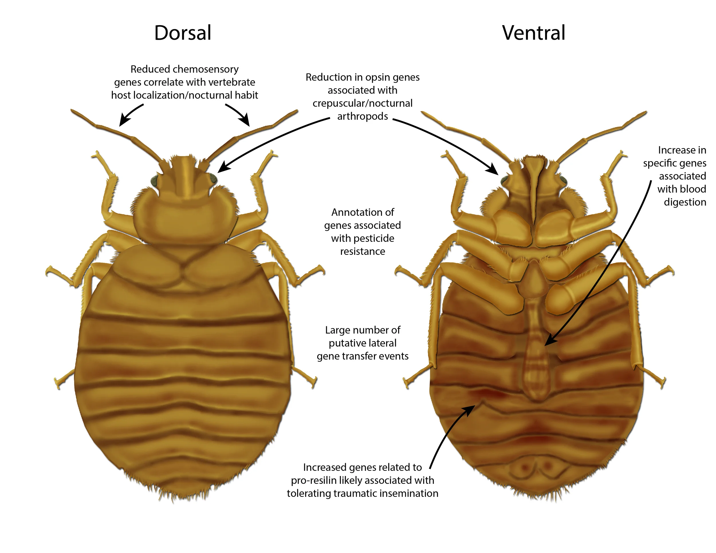 Bedbug Genome Overview