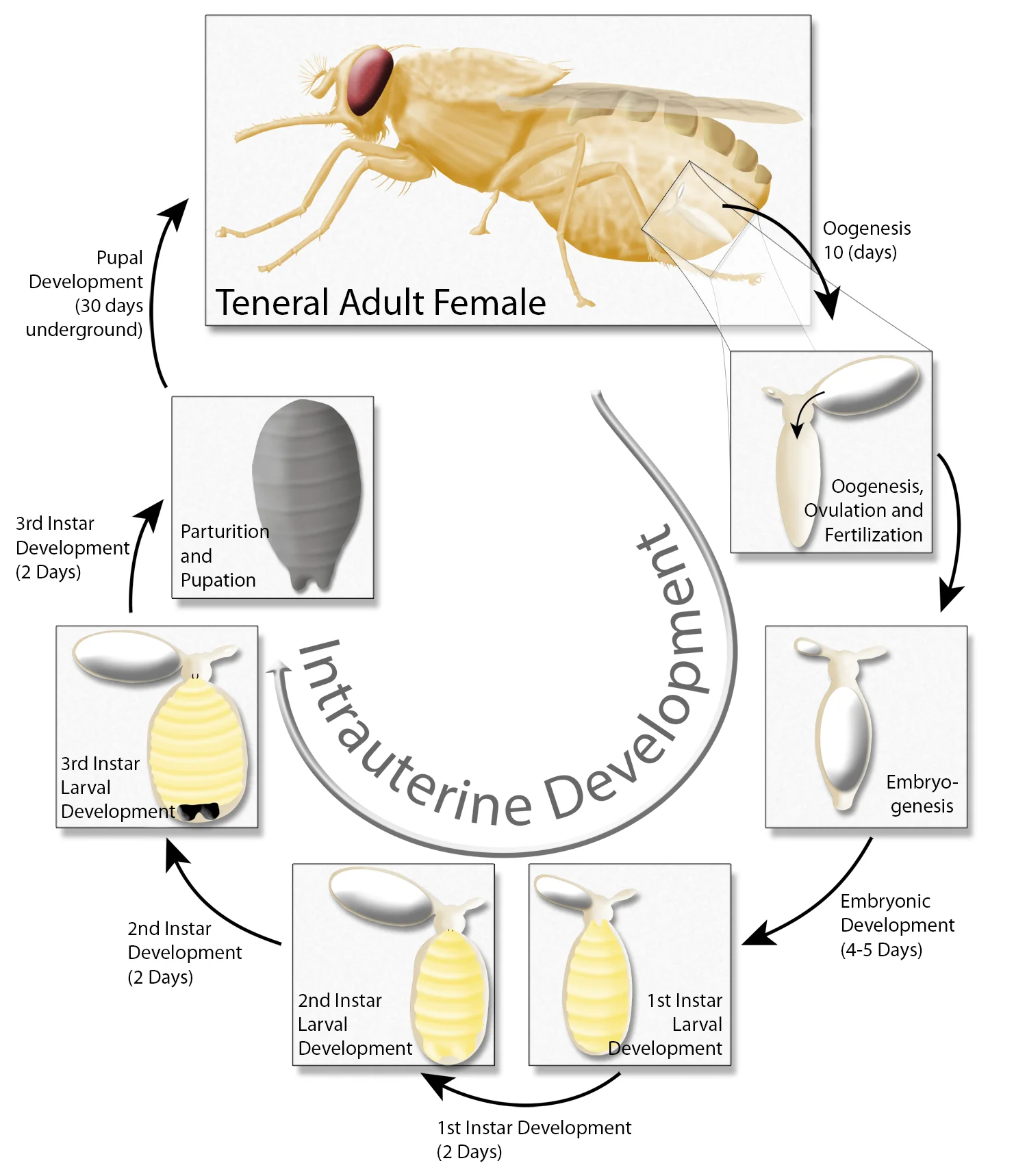Tsetse reproductive cycle and intrauterine larval development