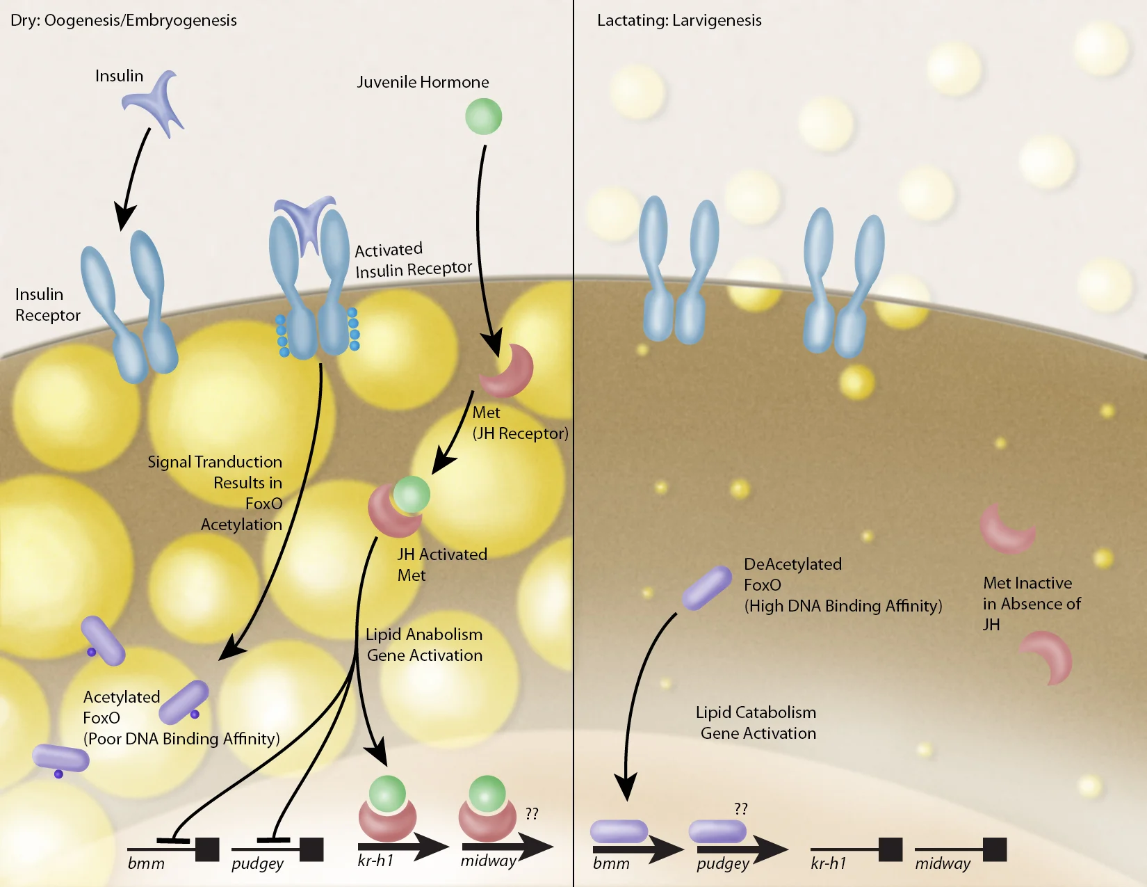 Model for the role of JH/IIS signaling in mediating lipid level changes associated with tsetse pregnancy