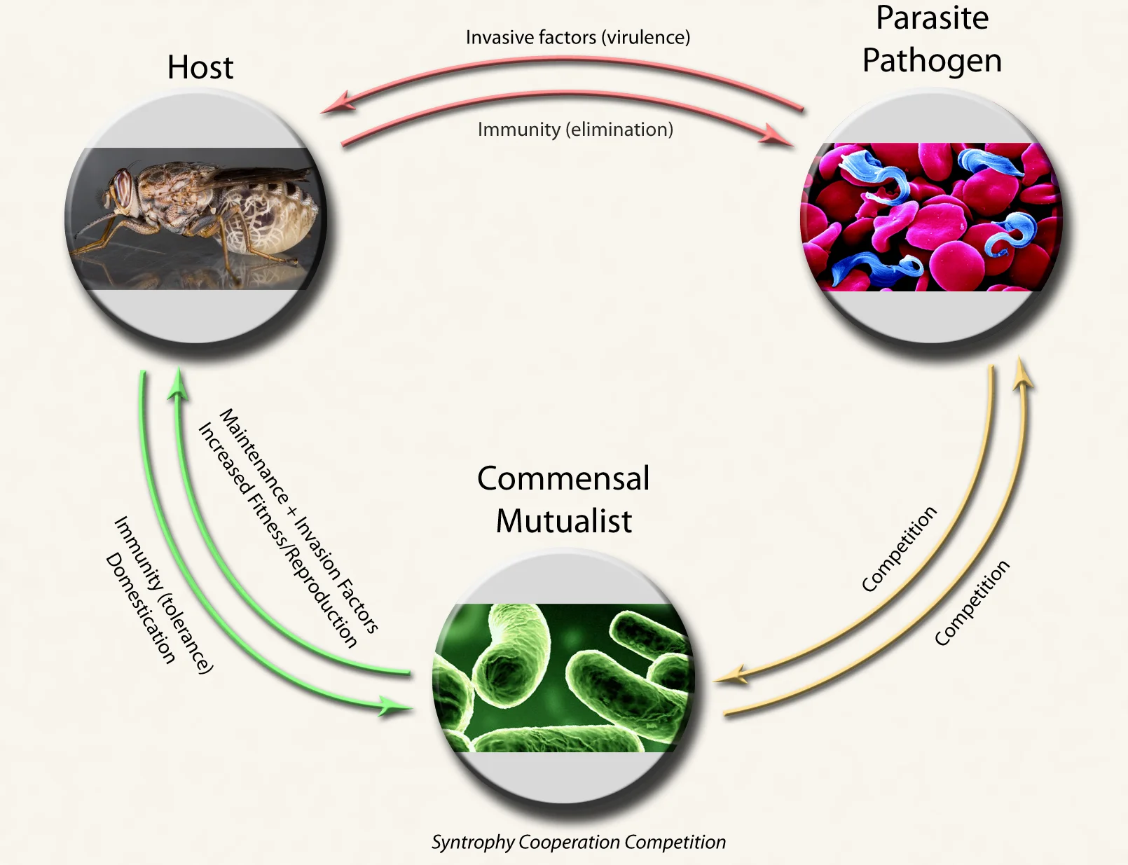 Interactions between Tsetse Flies, Bacterial Symbionts and African Trypanosomes