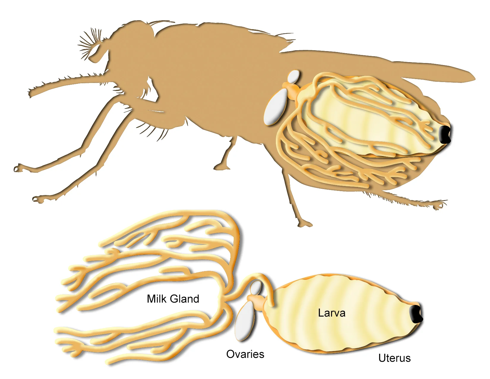 Tsetse Reproductive Physiology
