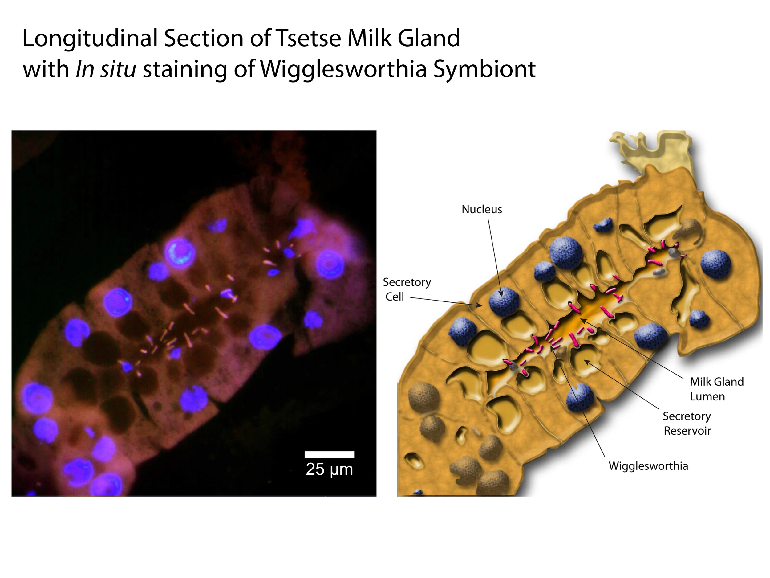 In situ Staining of the Wigglesworthia Symbiont in Tsetse Milk Gland Tubules