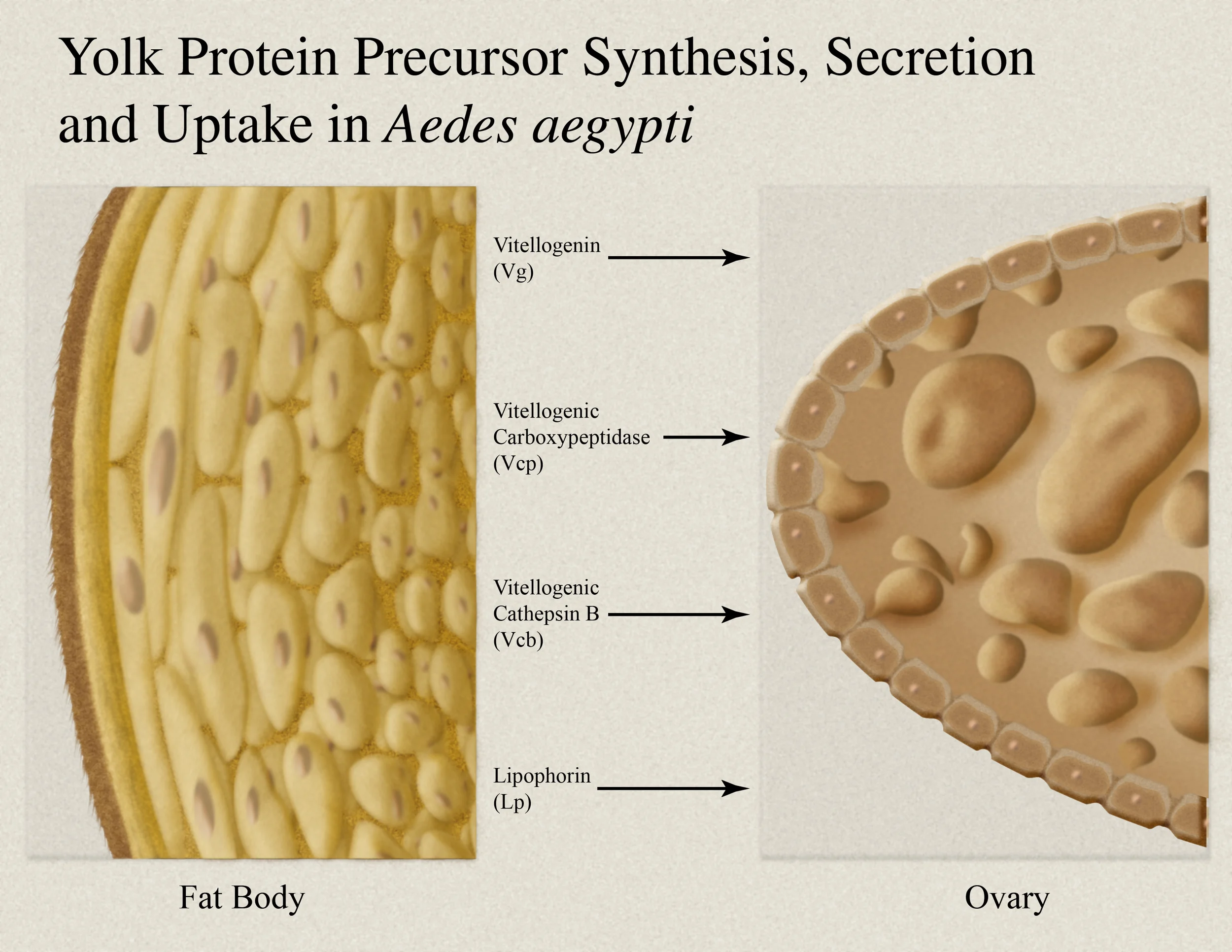 Yolk Protein Synthesis, Secretion and Uptake.