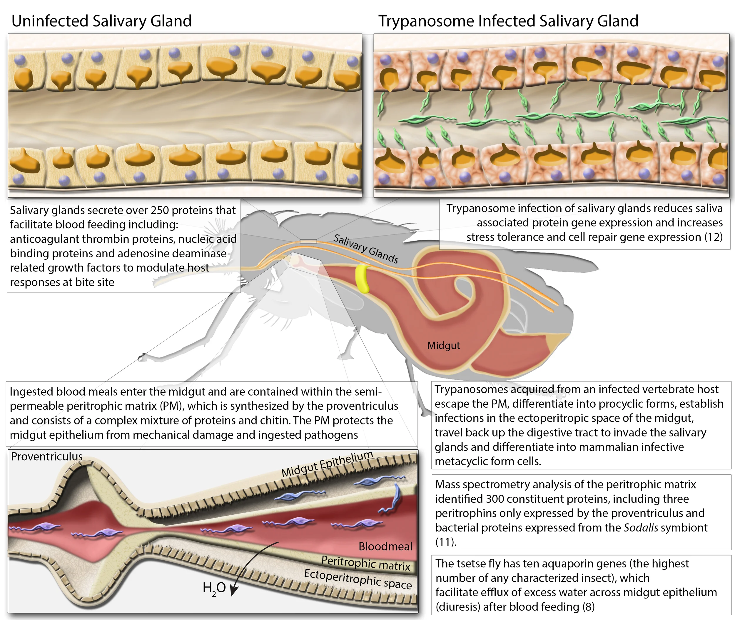 Effects of Trypanosome Infection on Gut and Salivary Tissues