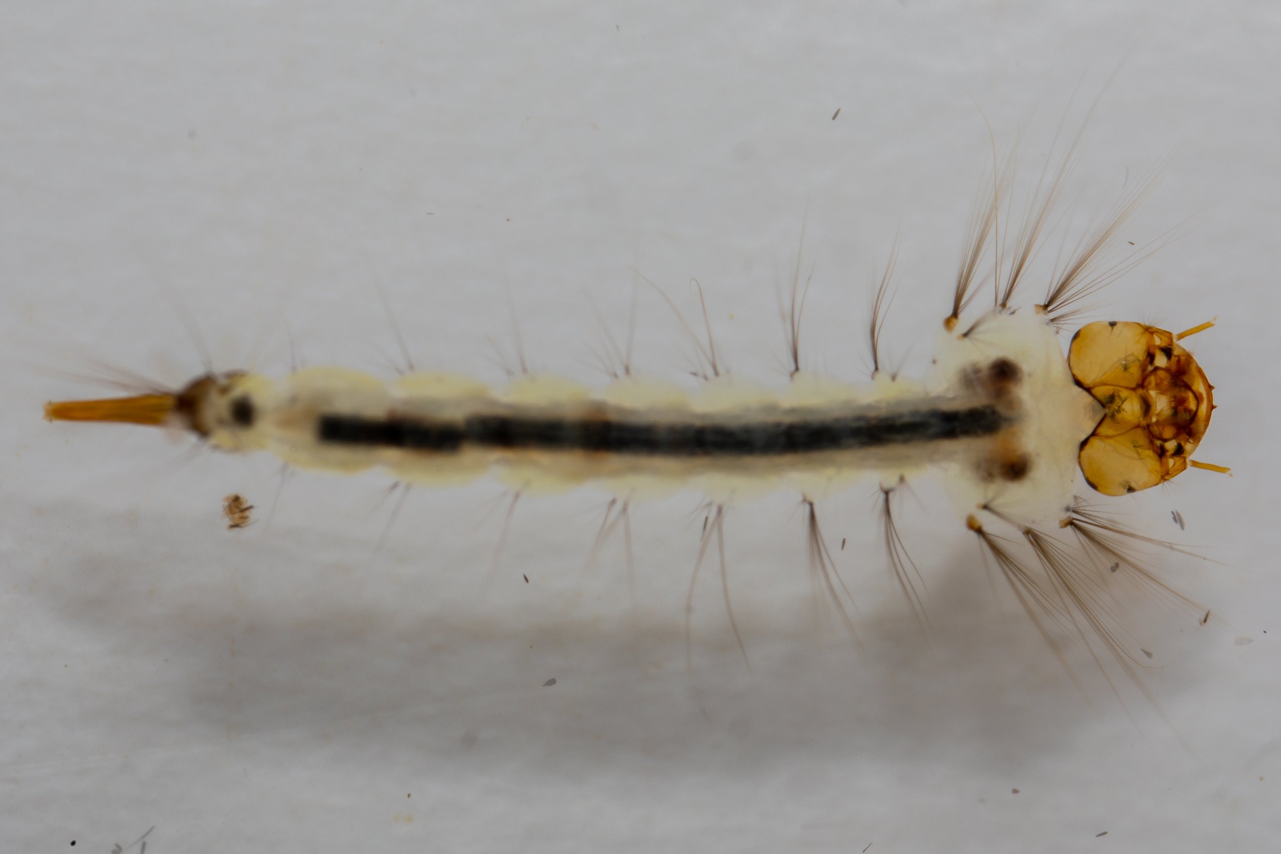 Sabethes cyaneus Larvae