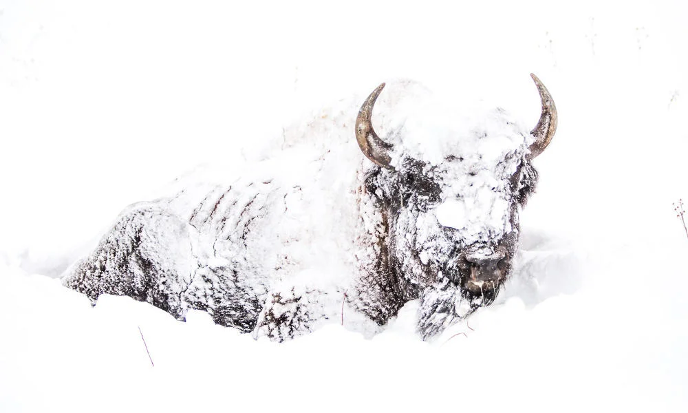 Image Description: A bison buried in the snow, it's fur is covered in snow and it's form can barely be distinguished except for it's eyes and horns.