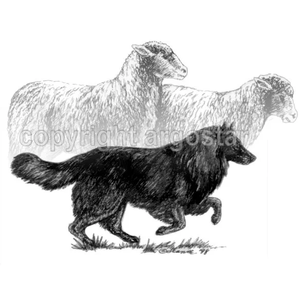 belgian-sheep-abstract.jpg