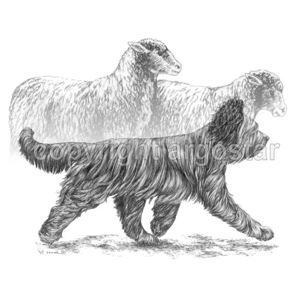 briard-sheep-abstract.jpg