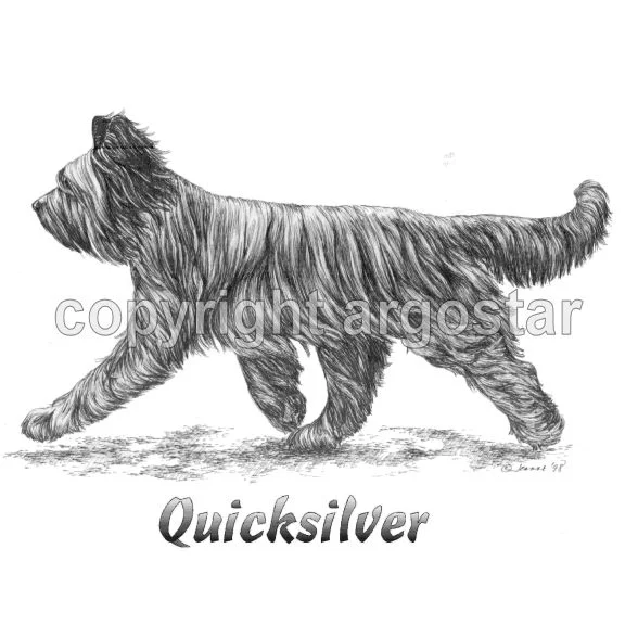 briard-quicksilver.jpg
