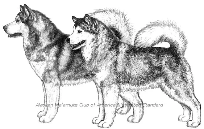 Alaskan Malamute Club of America - Alaskan Malamute Illustrated Standard