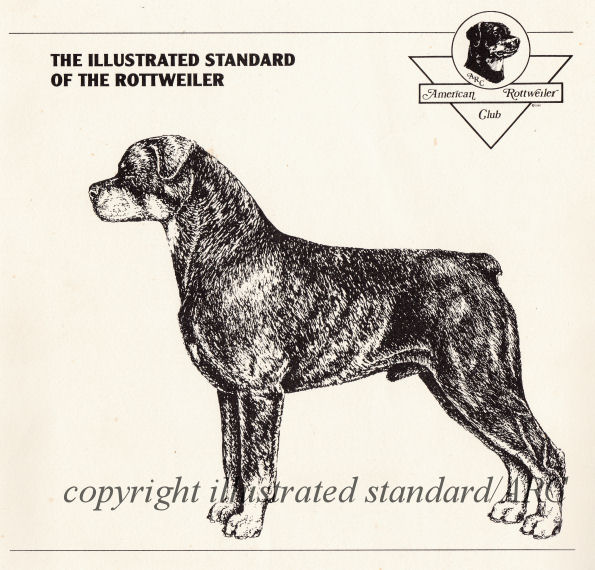 American Rottweiler Club - The Illustrated Standard of the Rottweiler