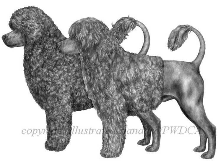 Portuguese Water Dog Club of America Illustrated Standard