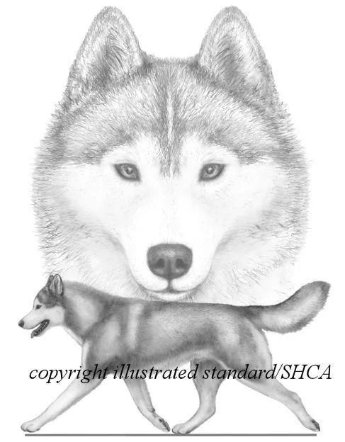 Siberian Husky Club of America Illustrated Standard