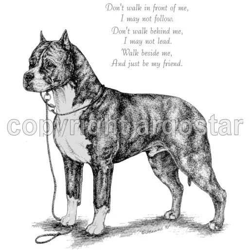 amstaffriend.jpg