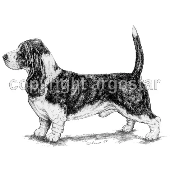 Akc Basset Hound Hoodie Note Cards Basset Hound Standing Dog