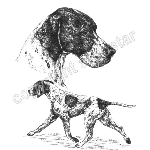 pointer head and body.jpg