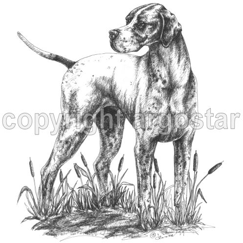 Portuguese Pointer Note Cards