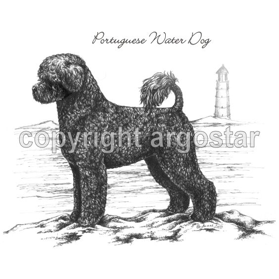 Note Cards - Portuguese Water Dog Standing Retriever ...