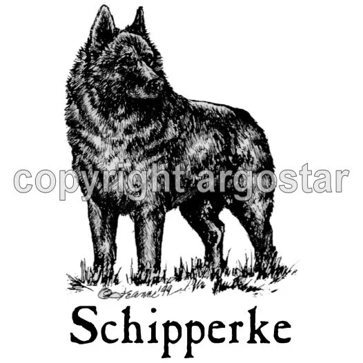 schipperkestand.jpg