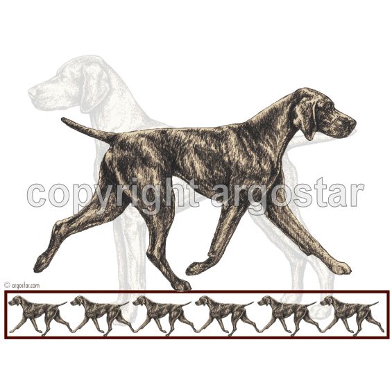 Note Cards - Vizsla Sepia Breed Study — Argostar Dog Art