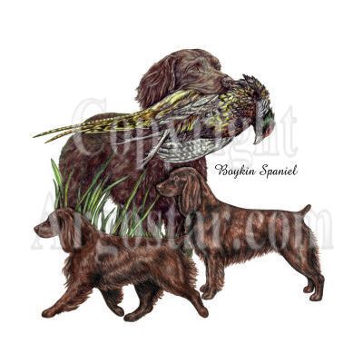 Boykin Spaniel logo - Style: colored pencil