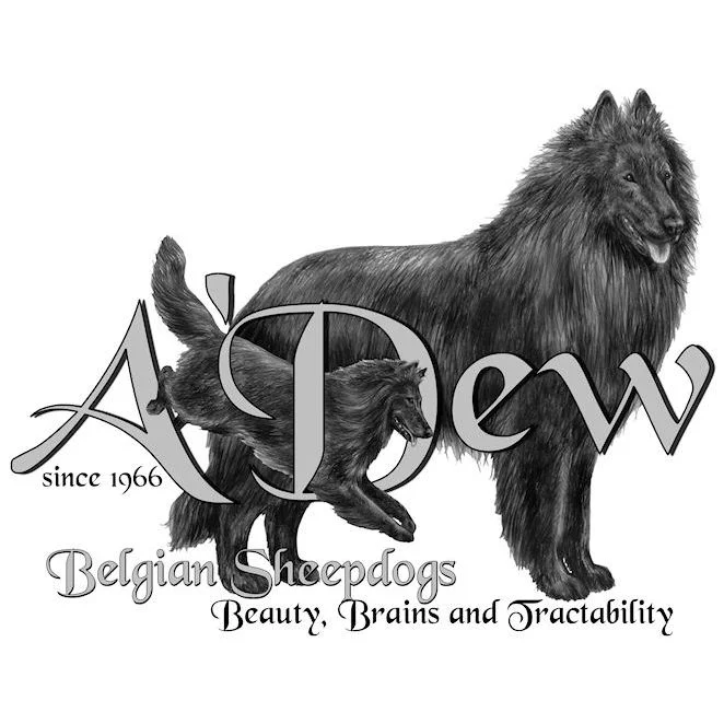 A'Dew Belgian Sheepdogs Logo
