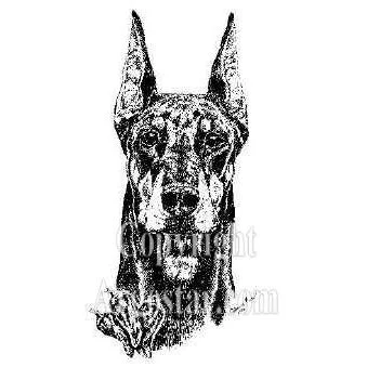 Doberman "Chili" Portrait