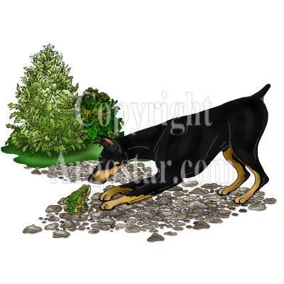 Doberman with Frog Book Illustration