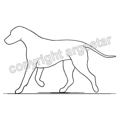 Limping in the dog - front leg