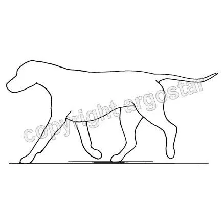 Limping dog - rear leg