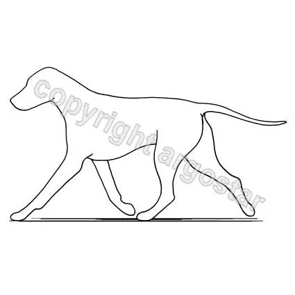 Dog pacing - faulty gait