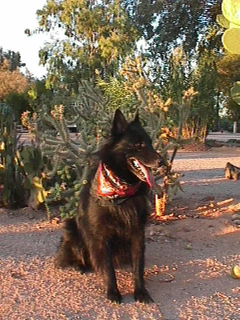 Campground cactus garden in Arizona