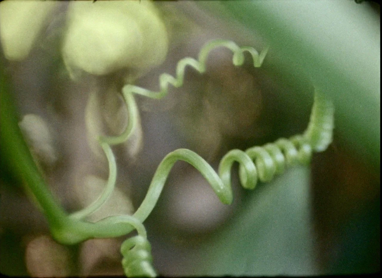 Cucumber vine curlicue.jpeg