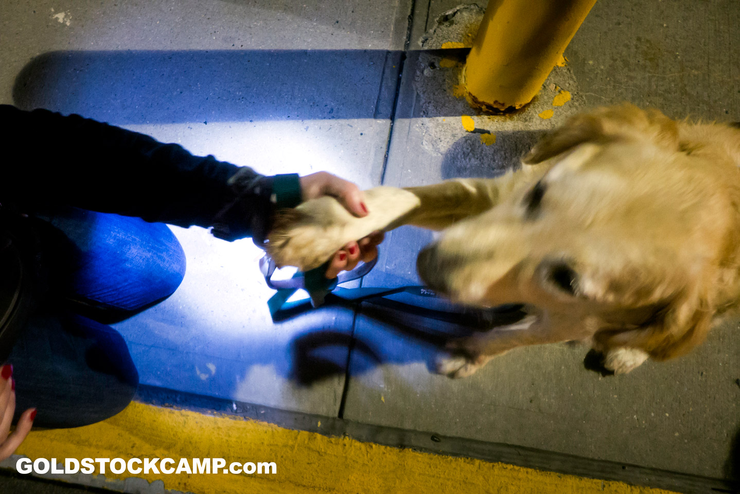 Golden Retriever from Turkey being greeted by NJGRRI and LIGRR volunteers at JFK International Airport last September.