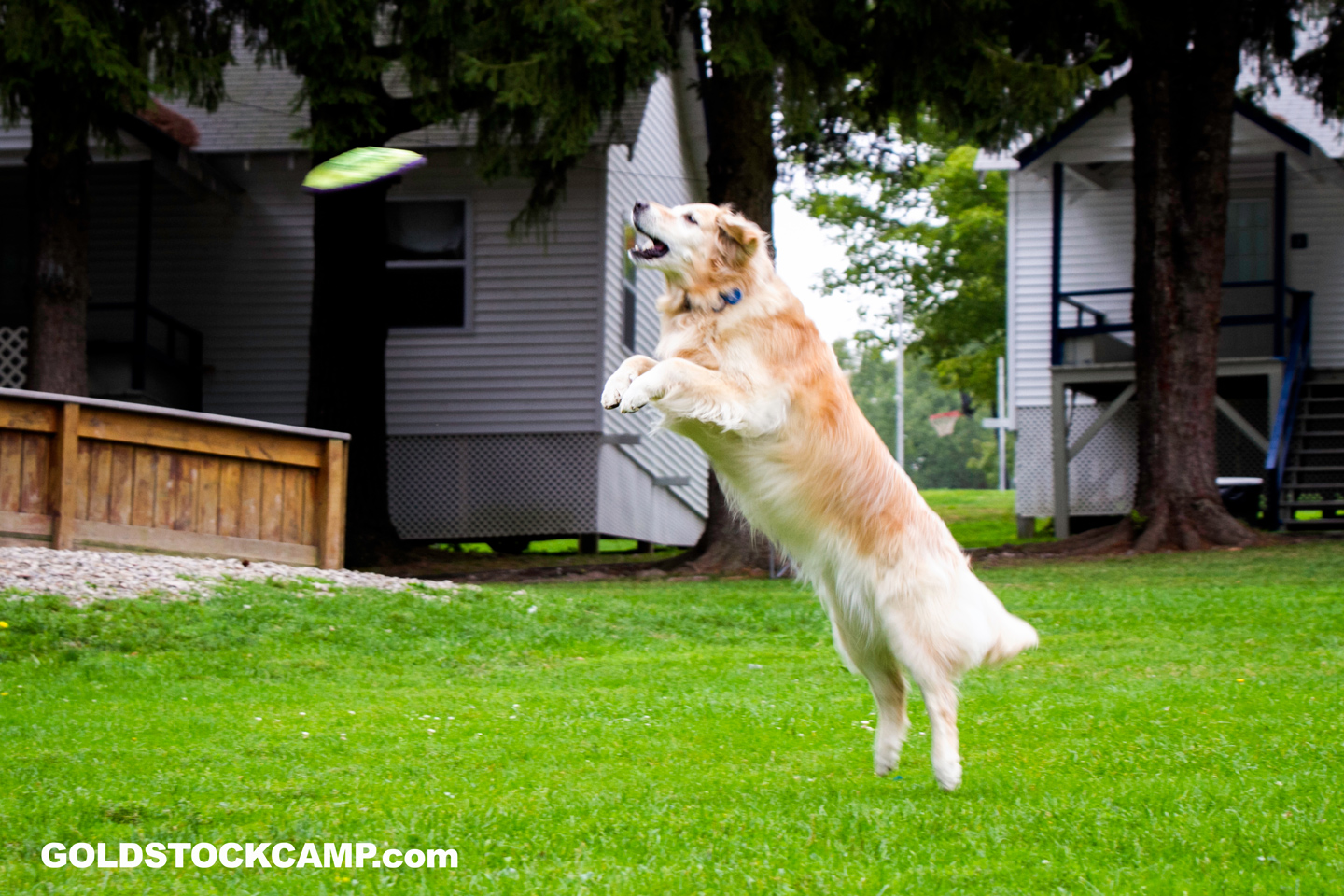 Stella catching a frisbee at Goldstock 2014.
