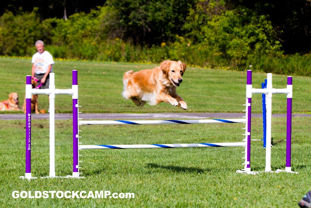 Disney agility jump.jpg