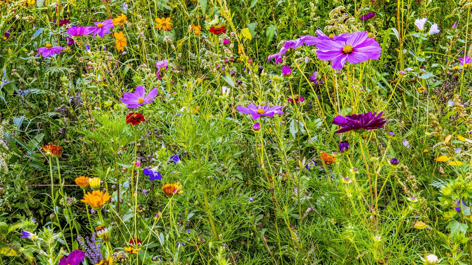 flower-meadow-2639062_1920.jpg