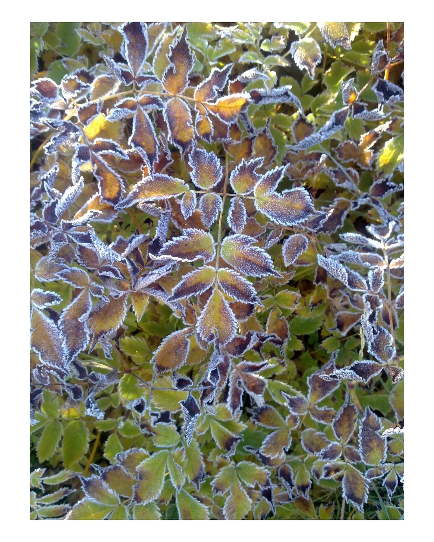 La beaut&eacute; de l&rsquo;automne 🍁 
Erster Frost bei meinem sonnt&auml;glichen Waldlauf 🌳