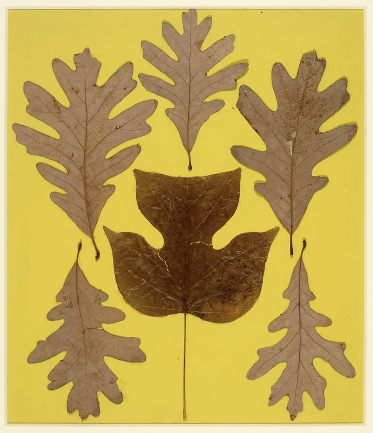 Josef Albers, Leaf Study IX (via ICA Boston)