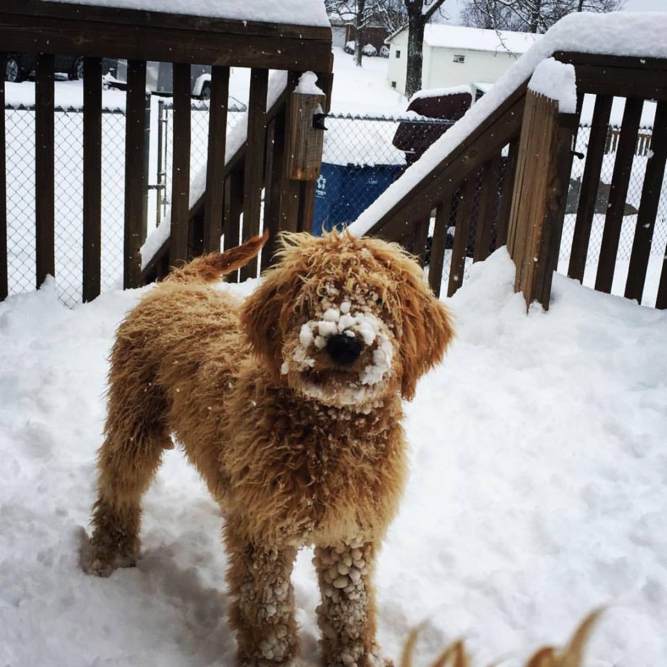jade puppy snow.jpg